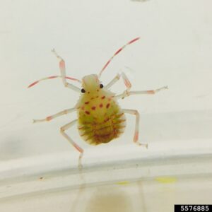Pale yellow nymph with red spots and broken right front leg.