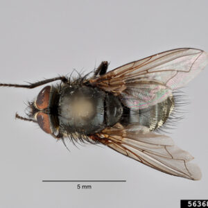 Top view of cluster fly magnified with 5 mm measure from front of eyes to mid section between thorax and abdomen.