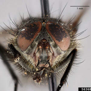 A pinned cluster fly's magnified face.