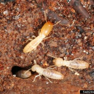 Three termites on the surface and one descending below ground.