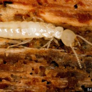 Closeup of single subterranean termite.