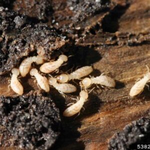 A group of eight worker termites.