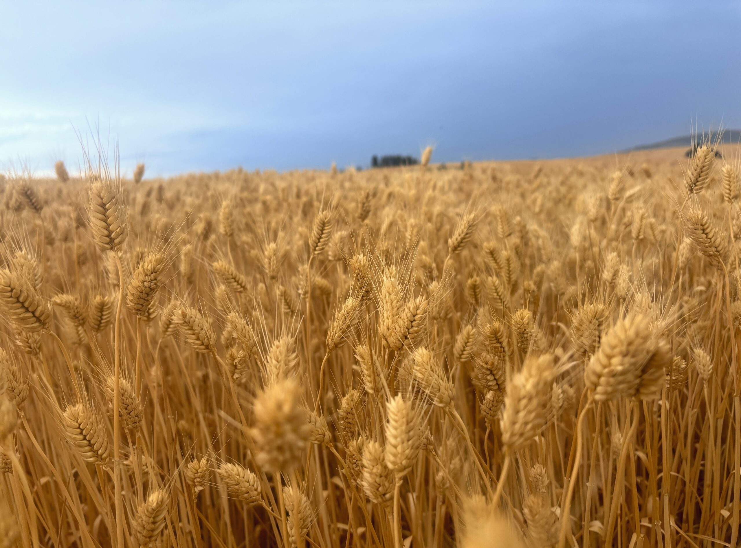 A field of club wheat.