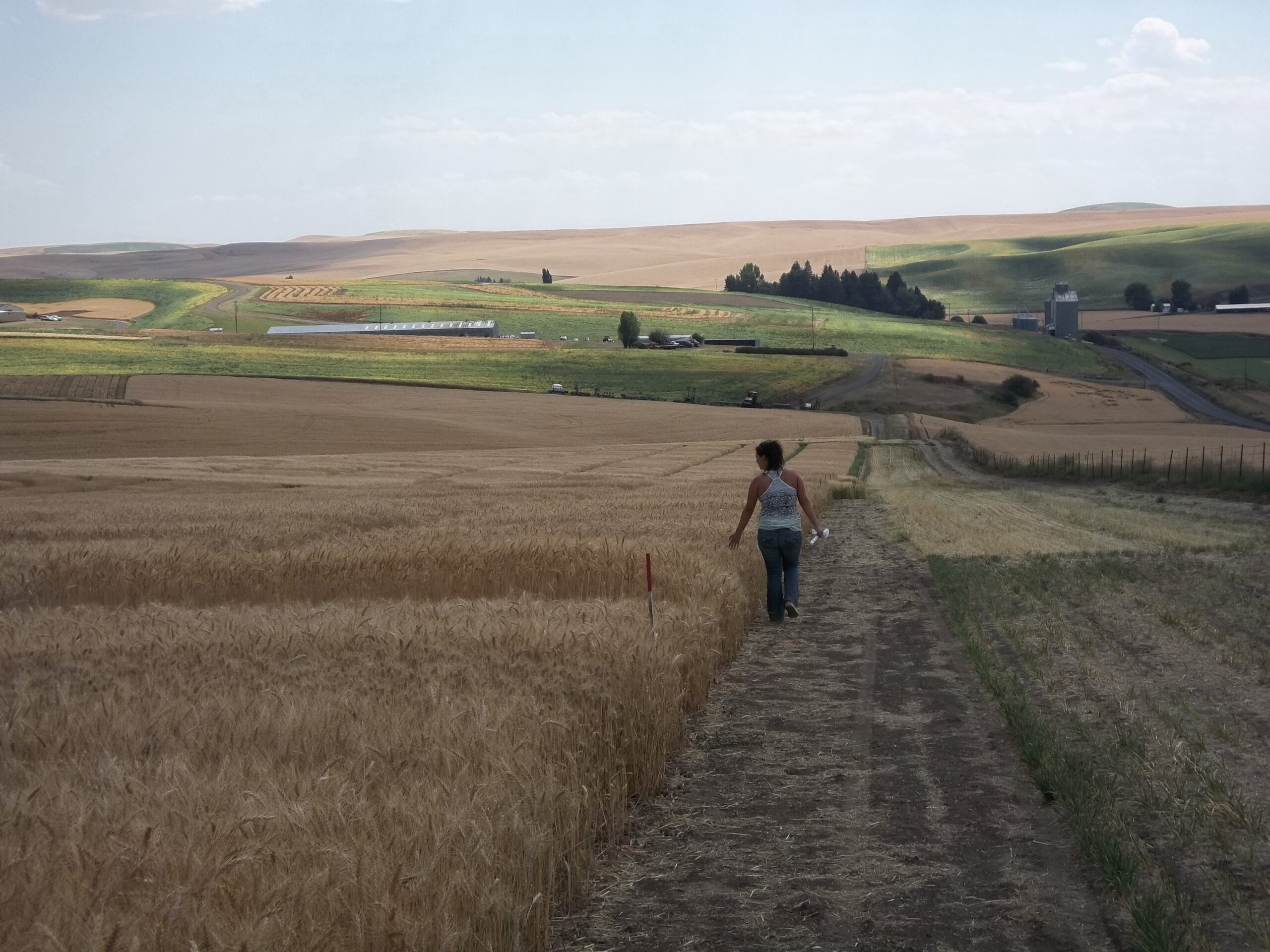 A worker walking through a mature wheat field.