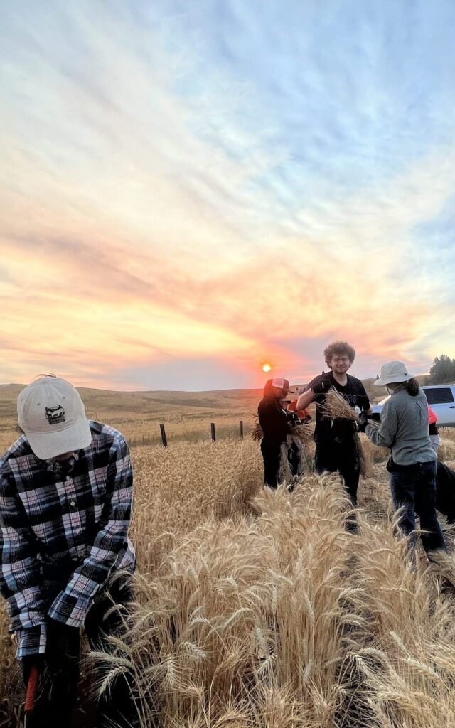 Wheat research group harvesting headrows in the field. 