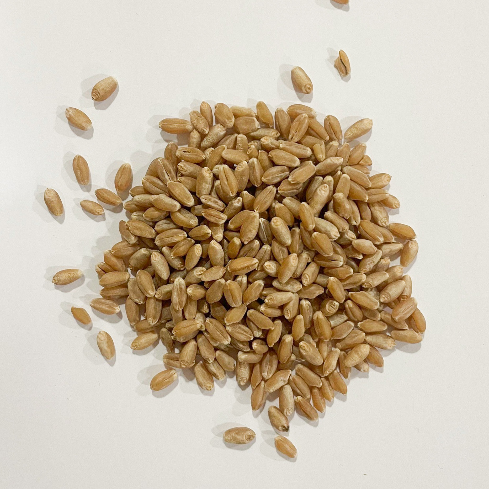 End-use quality standards for hard red spring wheat.