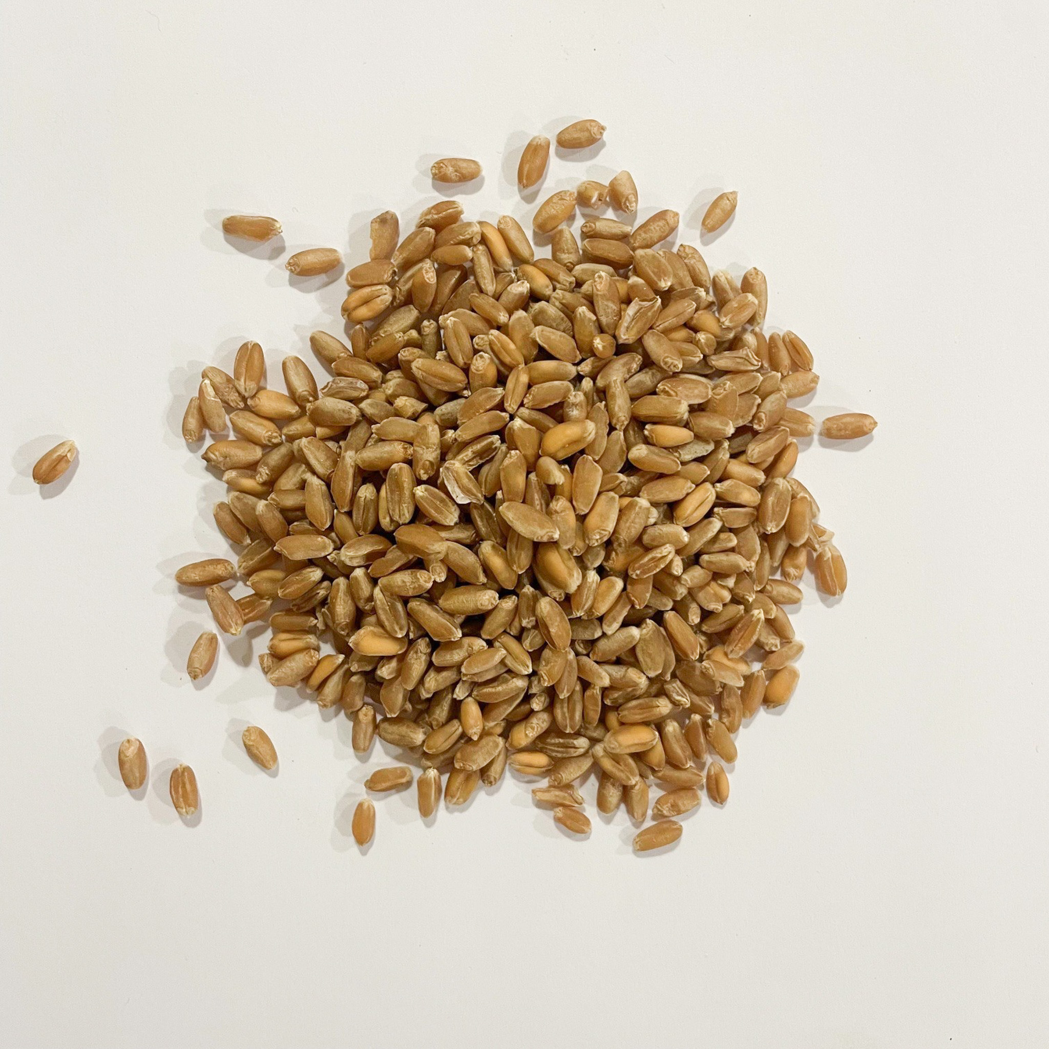 End-use quality standards for hard red winter wheat