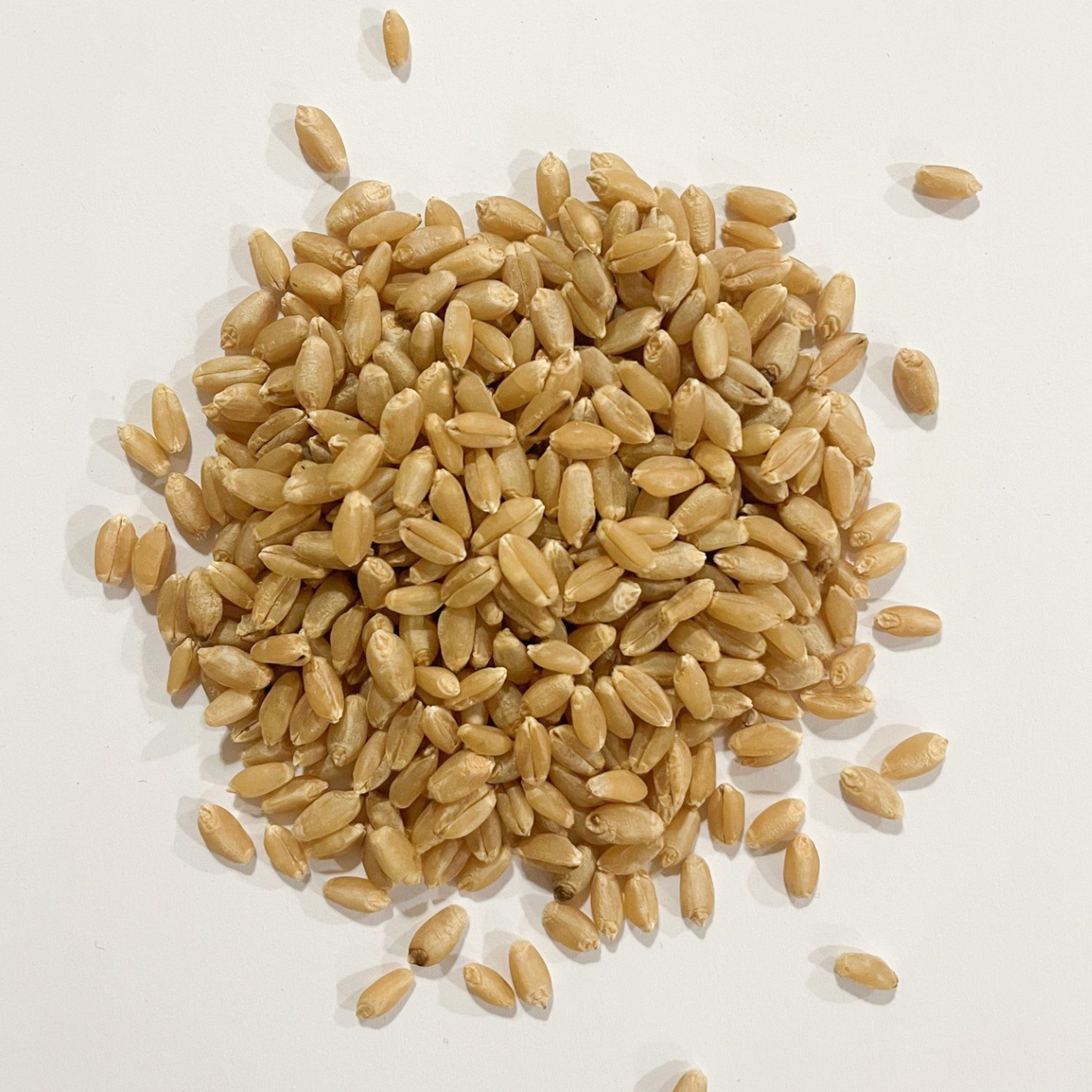 End-use quality standards for hard white wheat.