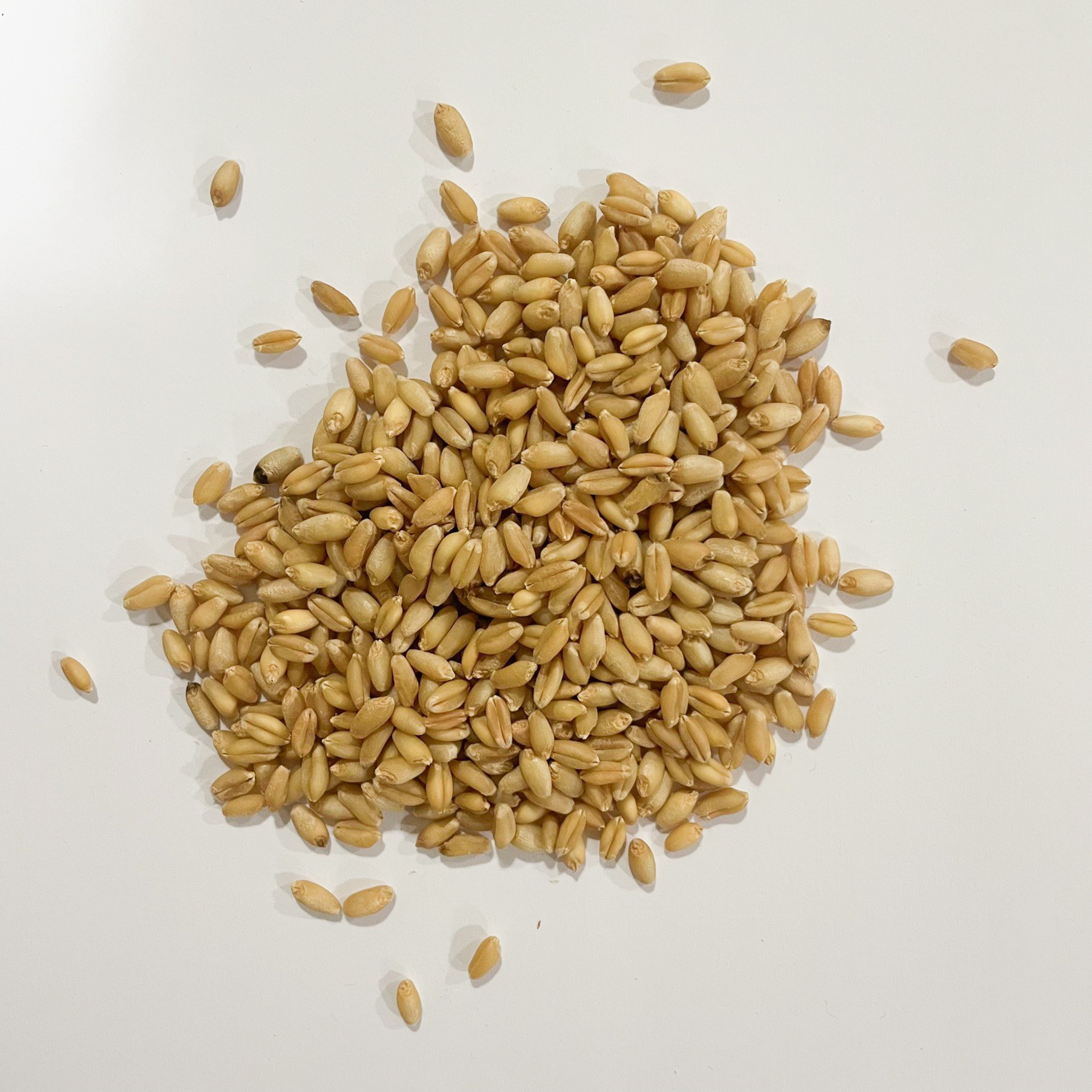 End-use quality standards for soft white wheat.