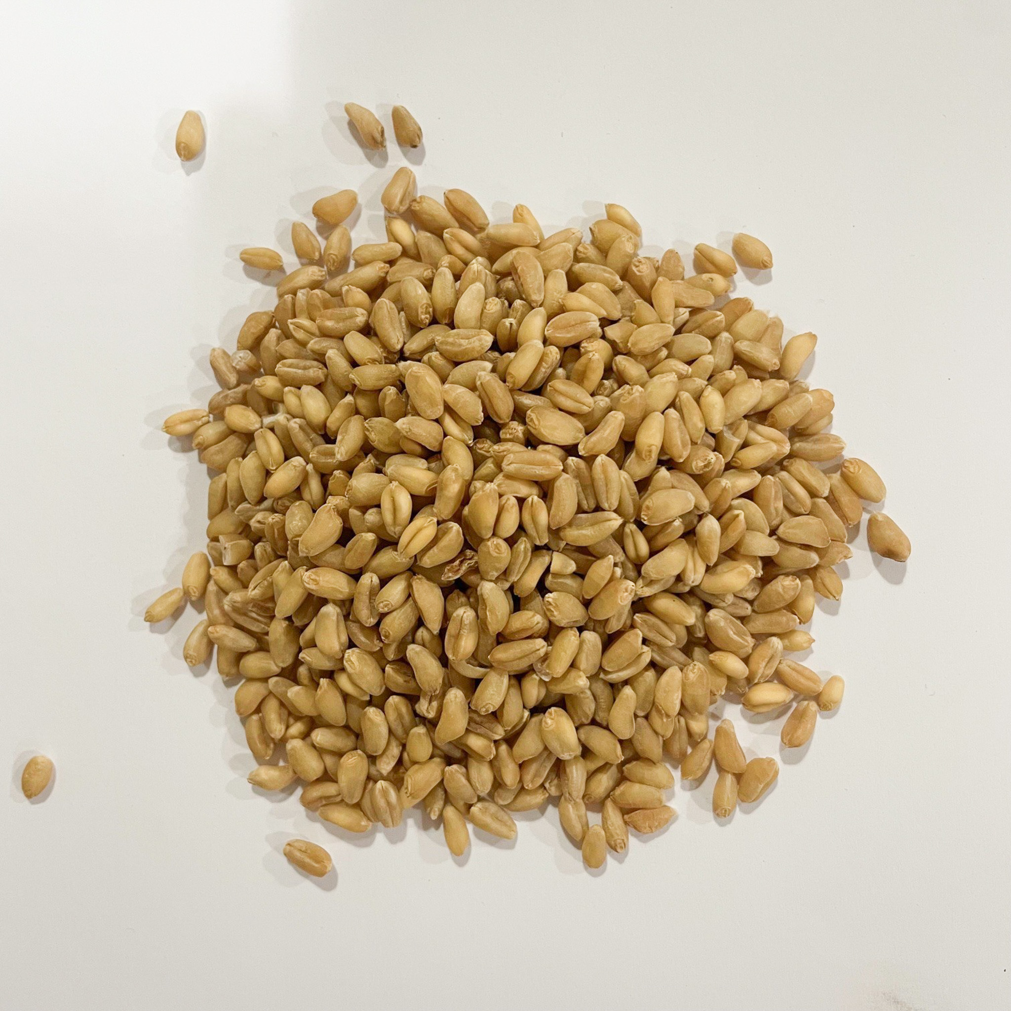 End-use quality standards for soft white club wheat.