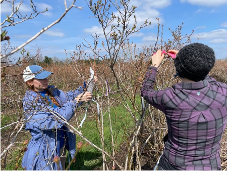 People working on Blueberry plants