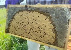 Hive frame lateral view