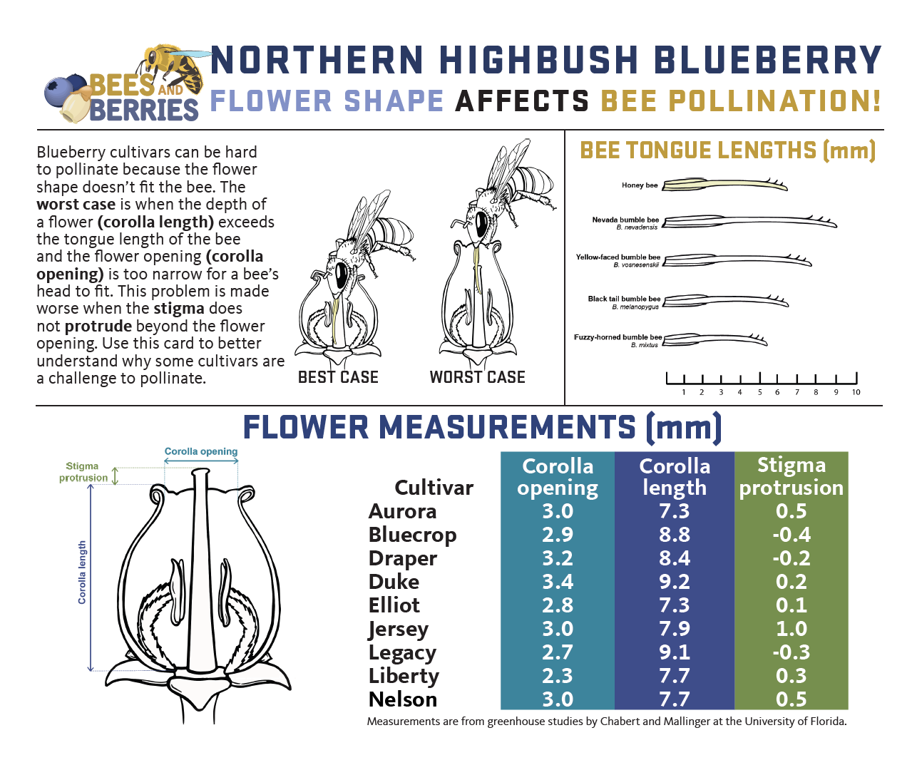 Highbush blueberry cover page