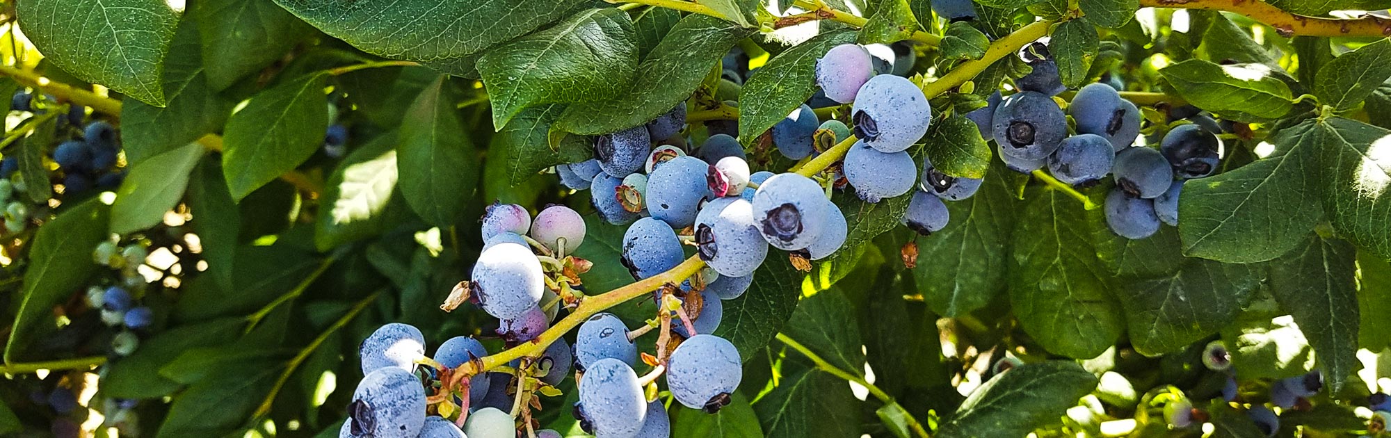 Close up view of Blueberries