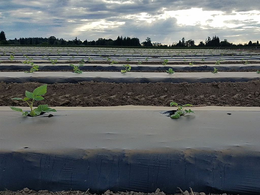 Rows of plants on a mulched bed