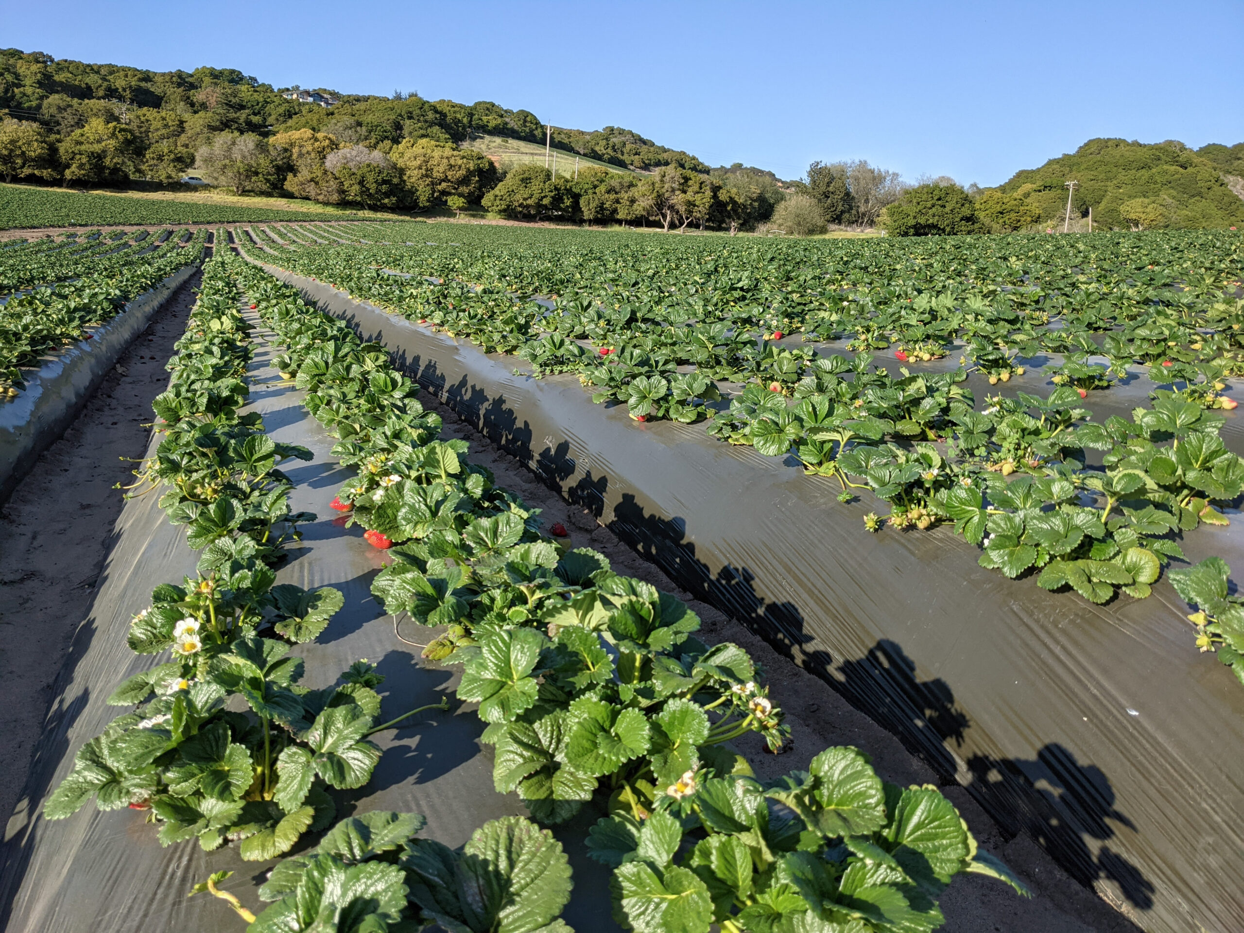 Rows of strawberry plants growing through plastic sheet mulch.