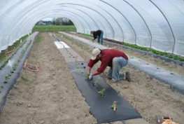 Person wearing a hat kneeled down and working on mulched plants under high tunnels