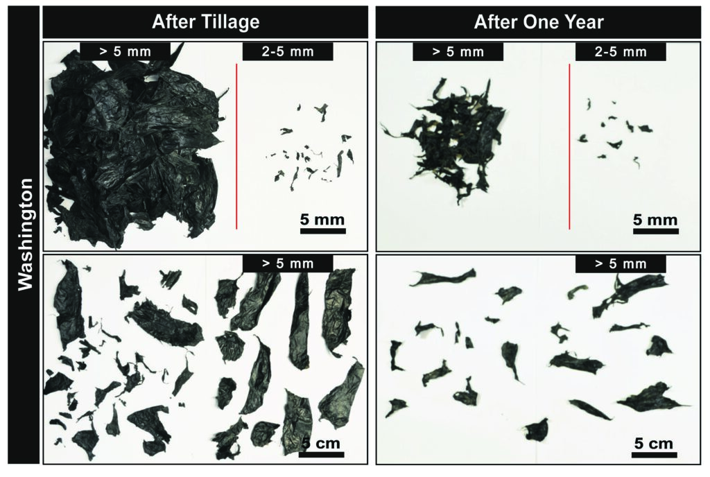 Photos of plastic mulch collected for analysis in WA after tillage and after one year. Samples are clustered by size (greater than5mm and 2-5mm). The greater than 5mm samples are spread out below. After tillage shows more and larger fragments.