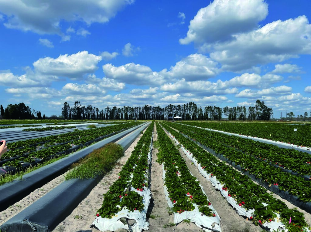Strawberry plants on a mulch-covered raised beds in a field