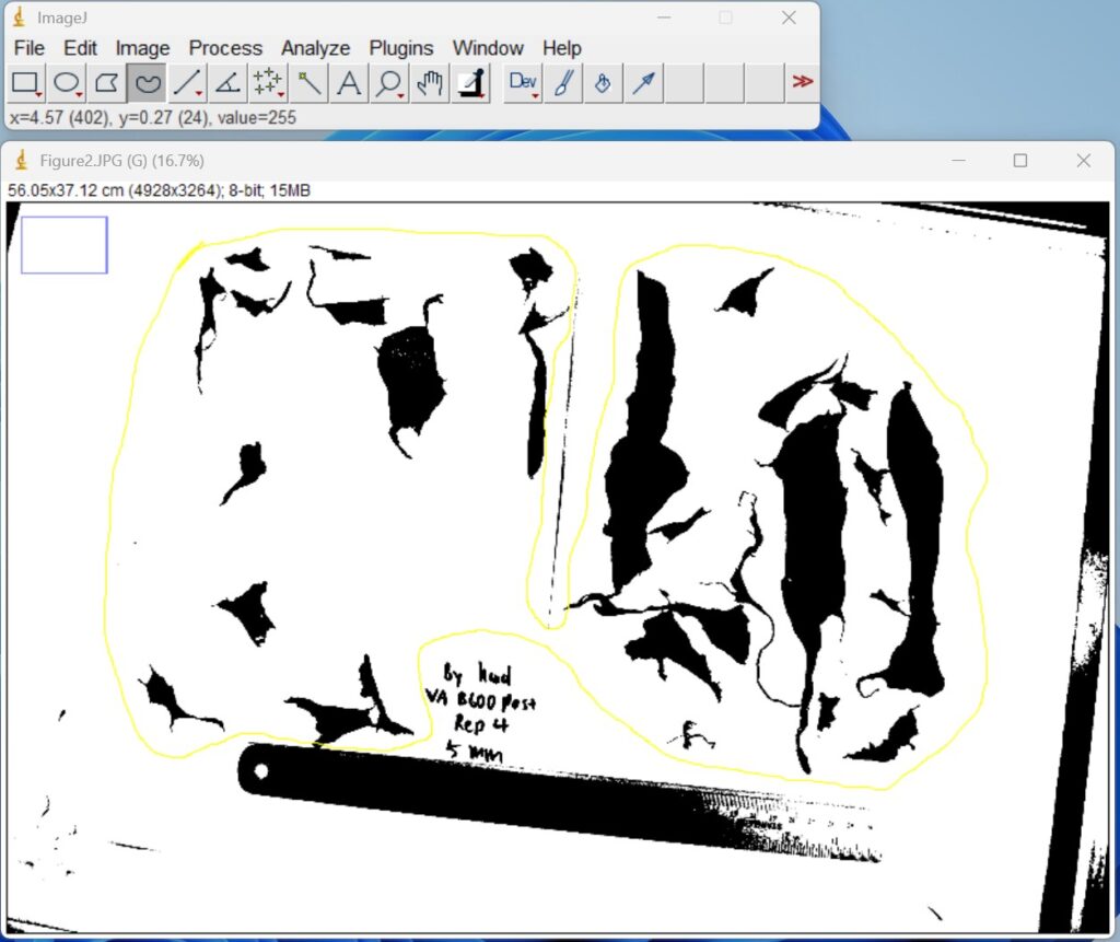 Screenshot of ImageJ software, highlighting the image by choosing Freehand selecting icon