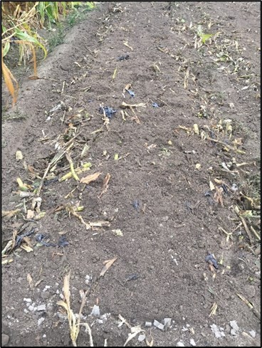 Tilled field soil with large fragments of BDM mulch visible.