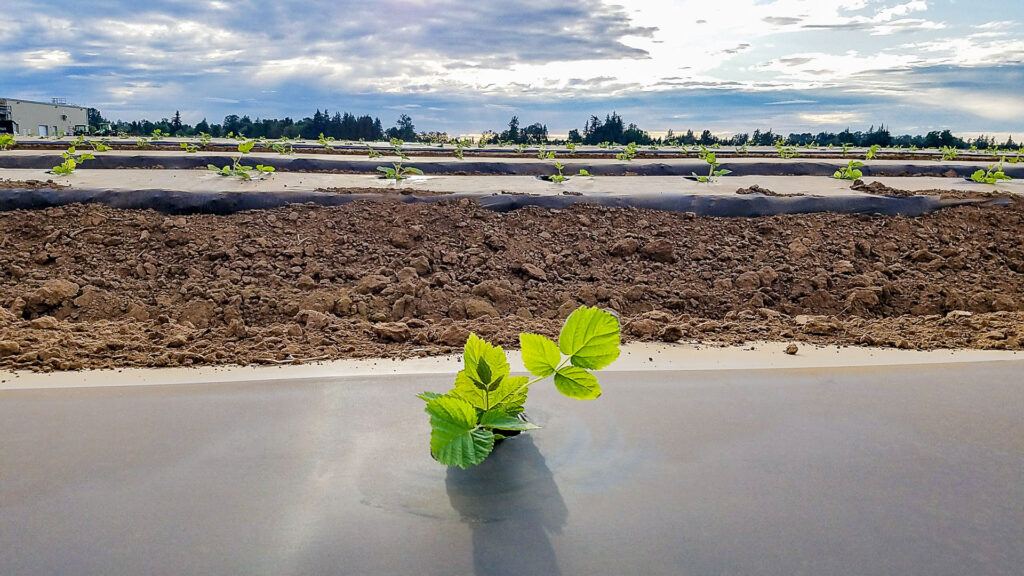 Raspberry seedling growing through plastic sheeting.