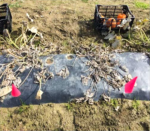 A row of pumpkins planted in BDM mulch sheet. Some depressions visible in center, but row is largely intact.