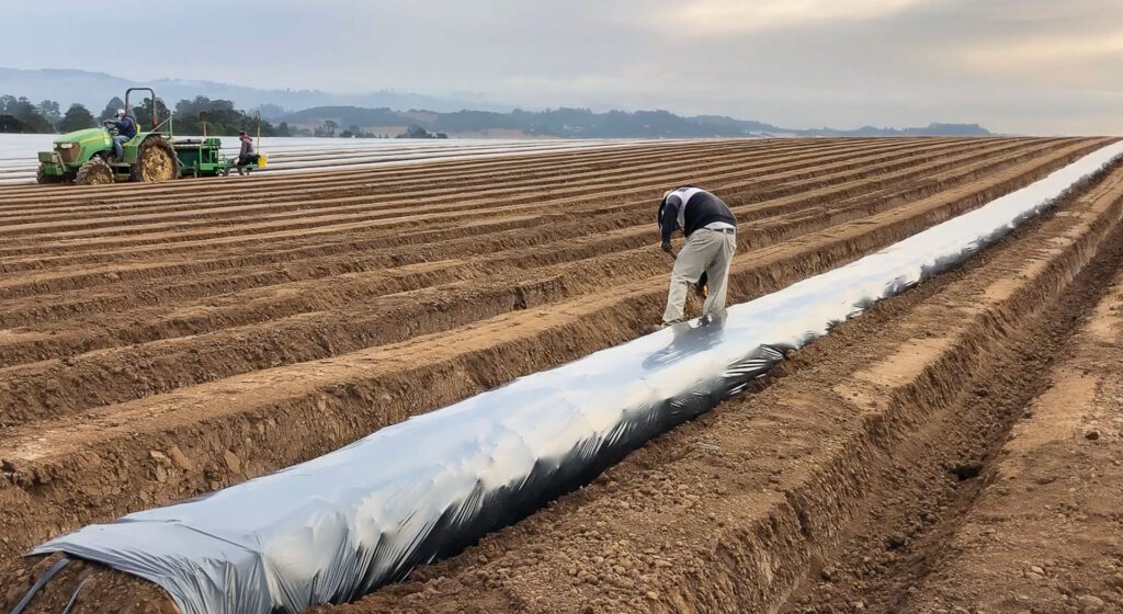 Tractor applying plastic mulch to field. Worker in foreground anchors edges.