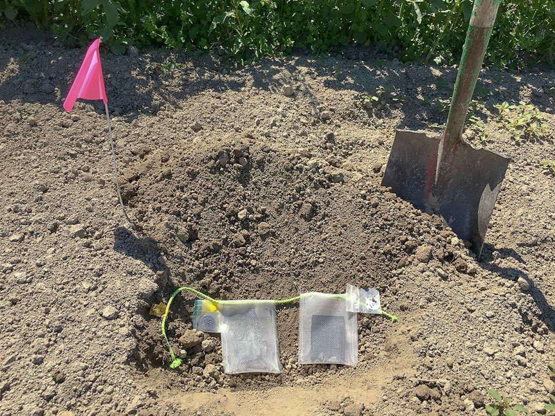 Two mesh bags and soil tags in a shallow hole ready to be filled. Flag and shovel nearby.