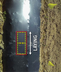Rectangular sampling area marked on a row of plastic mulch in field. Long side of sample aligned with the row.