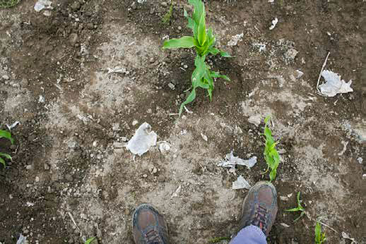 Large fragments of clear plastic on and in field soil near corn plants.