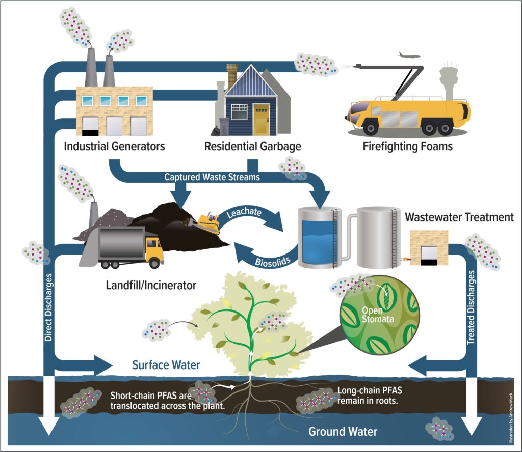 Flow of PFAS in environment. Direct discharges from Industrial Generators, Residential Garbage, Firefighting Foams and Landfill Runoff. Captured Waste Streams from Industrial Generators and Residential Garbage processed by Landfill/Incineration and Waste Water Treatment (treated discharge may still contain PFAS). Plants may take in PFAS molecules from air, water or soil. Long-chain PFAS are too large to pass through Casparian strip in roots, but may enter via stomata on plant leaves.
