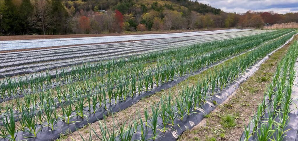 Rows of onion plants on mulched beds in a field