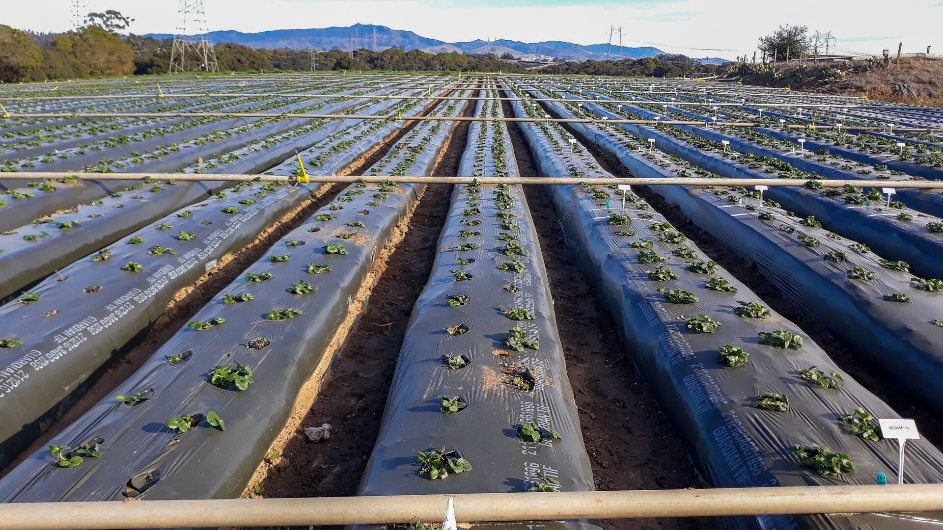 Field of strawberry plants in growning in impermeable plastic sheet.