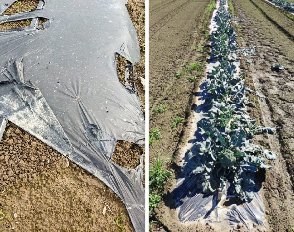 A torn sheet of plastic mulch in a field (left); A row of broccoli growing in plastic mulch (right).