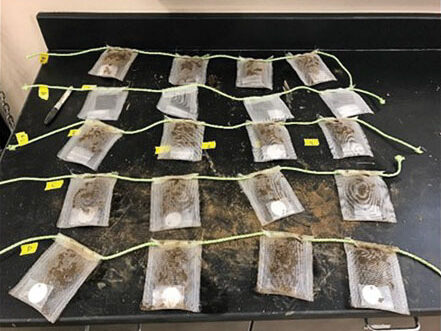 Twenty mulch samples in mesh bags connected with rope into groups of four.
