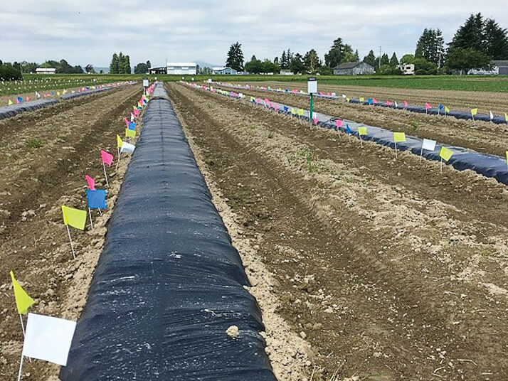 Mulch rows in a field. Flags down one side indicate location of buried samples.