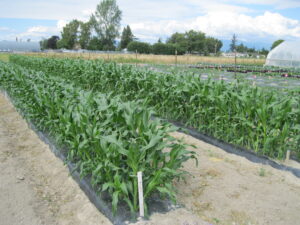 Two rows of sweet corn growing in soil-biodegradable mulch.