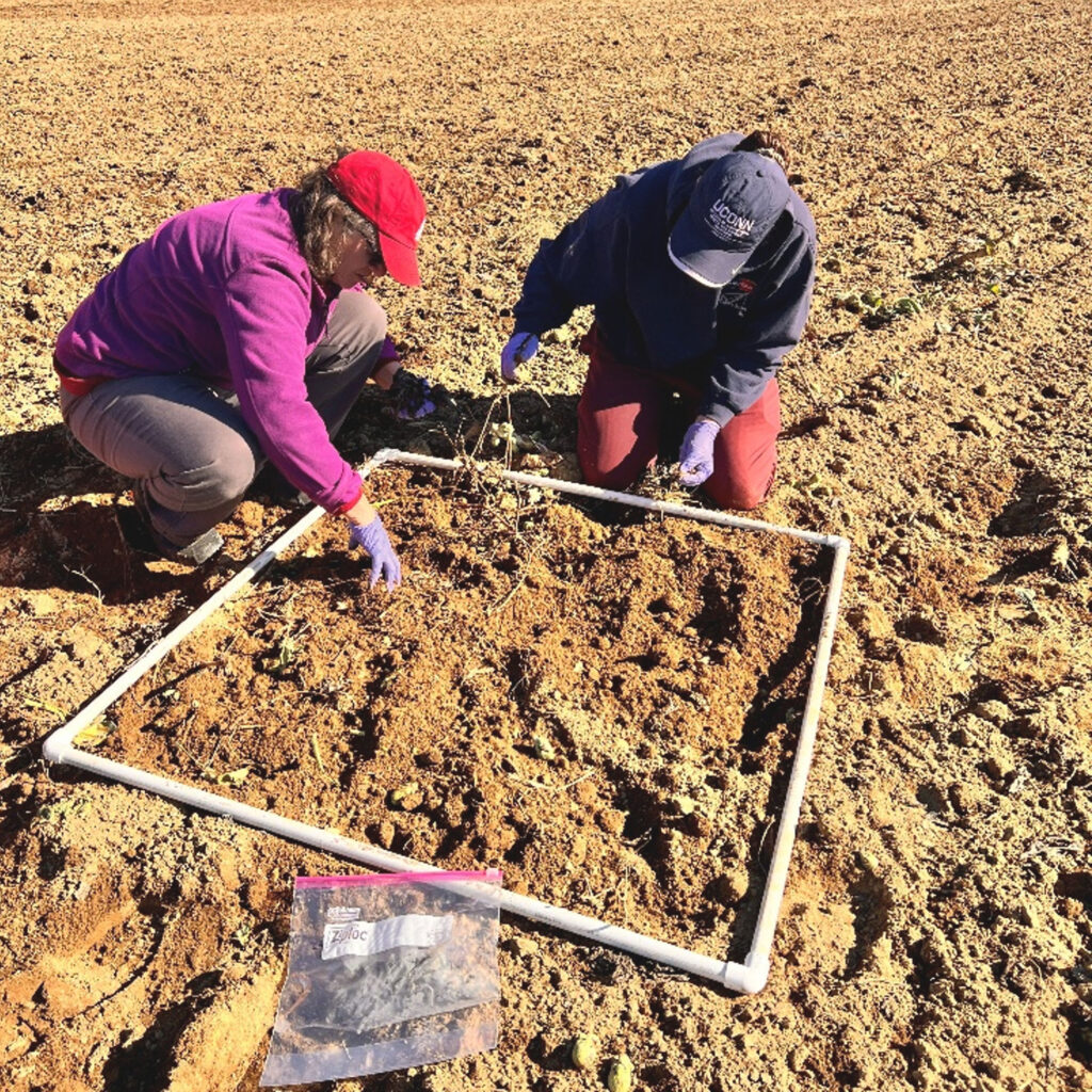 Two people using a square frame constructed of PVC to mark out a sampling area in a tilled field.
