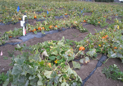 A field of pumpkins being grown using different types of biodegradable mulches.