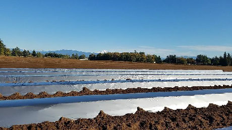 View across field plots with rows tarped in TIF film.