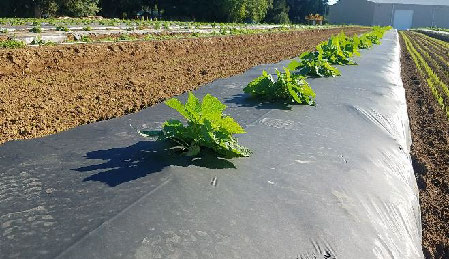 Low angle view a row of newly planted raspberry plants growing in mulch.