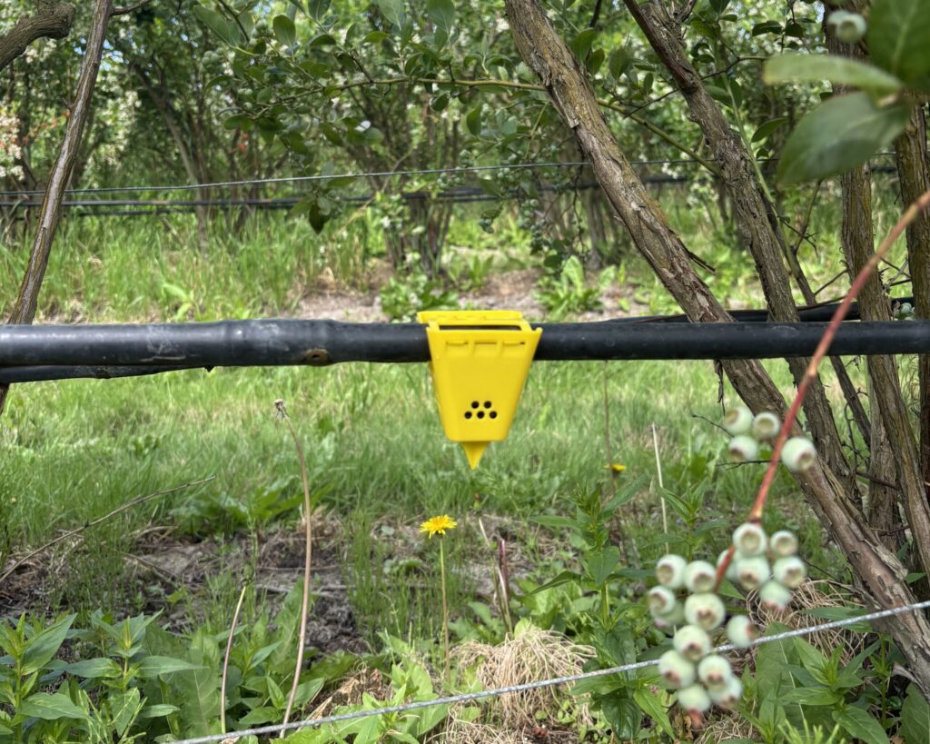 A yellow decoy trap on a black irrigation pipe in a blueberry field