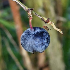 A blueberry on a branch with a small fly on the upper right