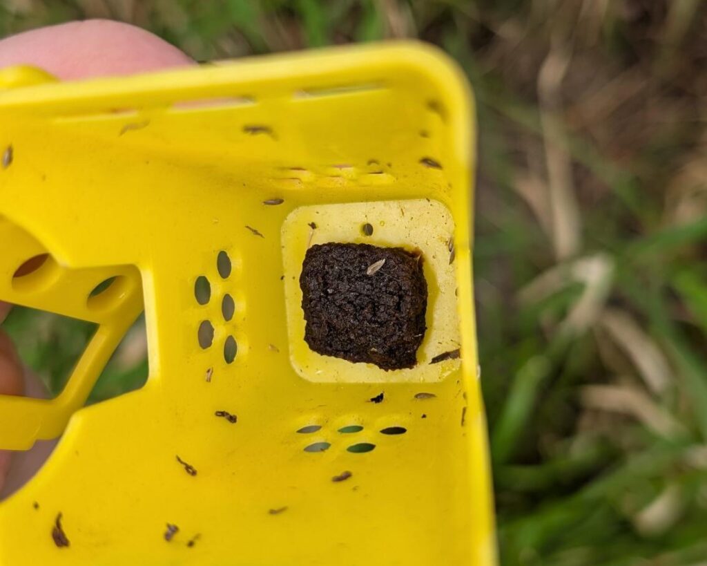 yellow plastic decoy trap with a square of brown gum bait at the bottom