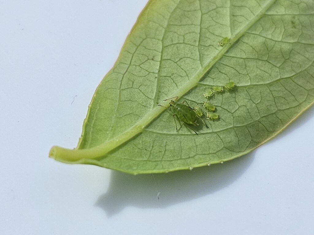 A green bug and six smaller green bugs on the back of a green leaf.