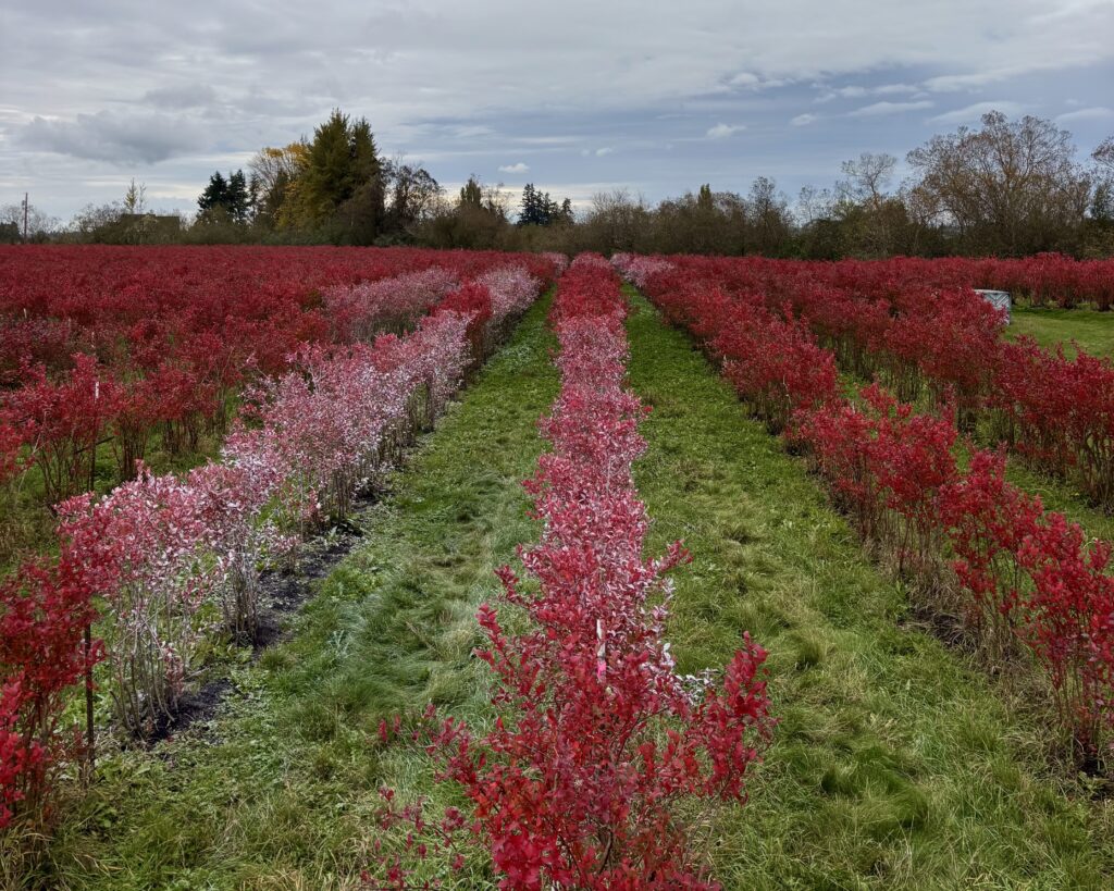 Rows of red leafed blueberry plants in the fall, some covered with a whitish film of kaolin clay