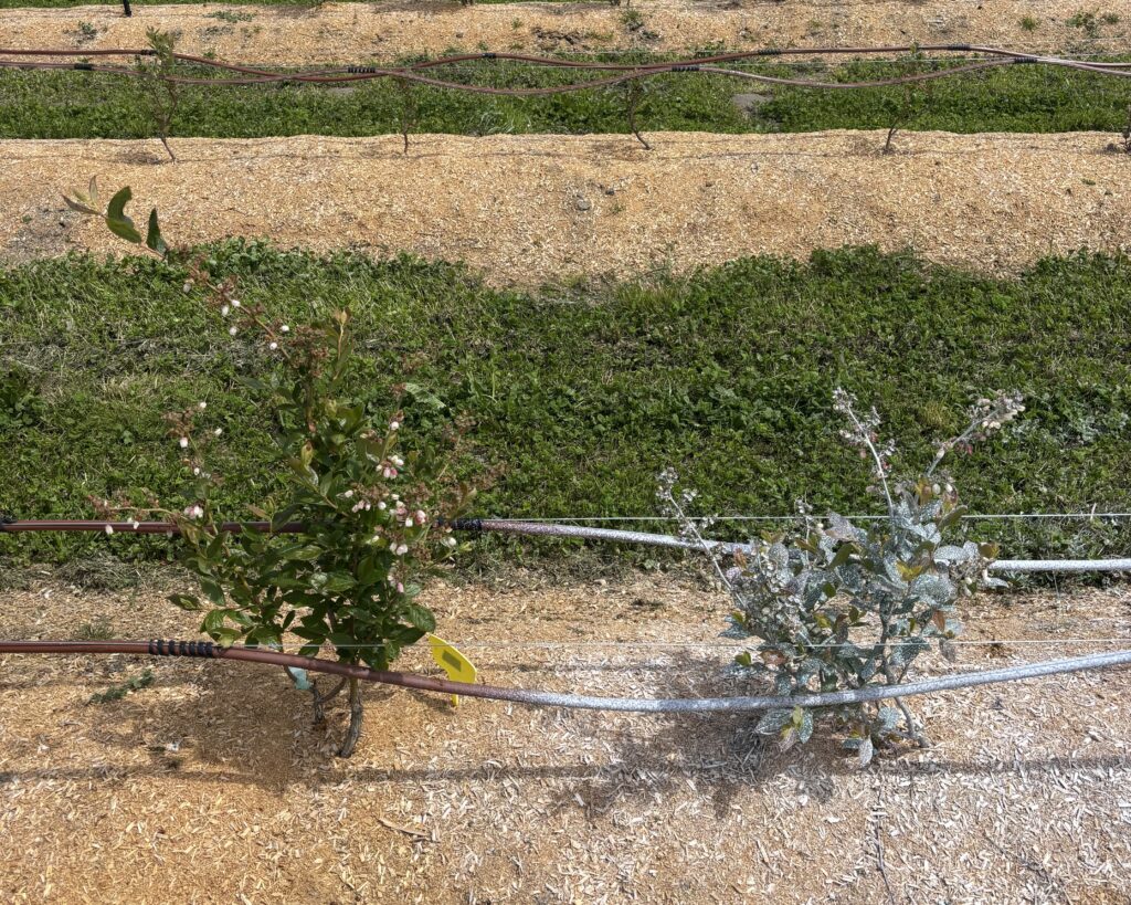 A field with of blueberry plants with an untreated plant on the left and a whitish plant on the right, which has been treated with kaolin.