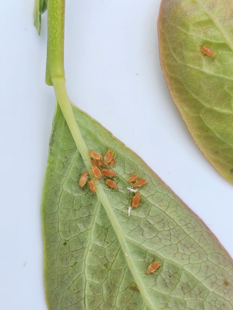 Small orange bugs on the back of a green leaf.