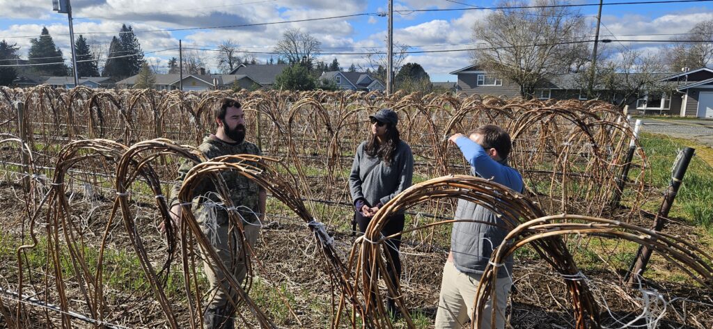 three people are in a field of raspberry canes that are tied in hoop shapes.